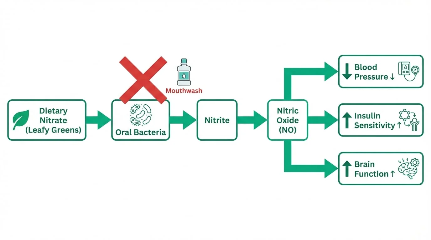 Diagram showing the nitrate-nitrite-nitric oxide pathway — dietary nitrate is converted by oral bacteria into nitrite then into nitric oxide for blood pressure regulation insulin sensitivity and brain function with antibacterial mouthwash interrupting the pathway by destroying the oral bacteria